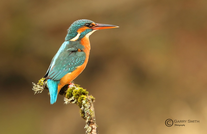 Kingfisher (Alcedo atthis) Garry Smith.jpg